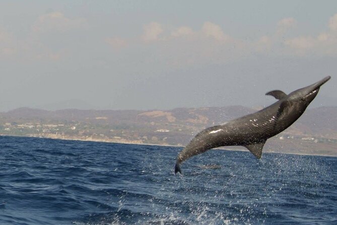 Dolphin & Whale Watching in Puerto Escondido - The 3-Hour Flow: Coast Cruise, Animal Spotting, Then Out to the Good Spots