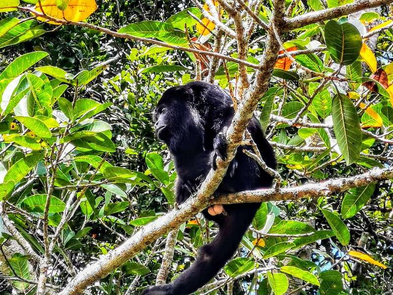 Dzibanche & Kohunlich Mayan Archeology Tour & 3 course Meal - What to bring (and what to skip) for a smooth ruin day