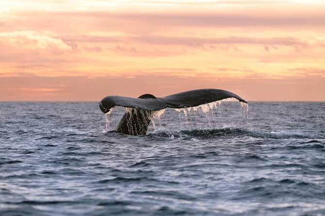 Educational Sunrise Whale Watching with Photos Included - Key Highlights You’ll Care About