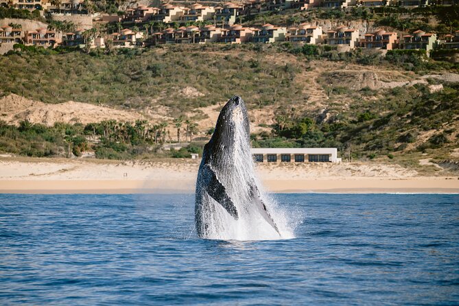 Educational Sunrise Whale Watching with Photos Included - The Whale Search: Two Hours in Open Ocean