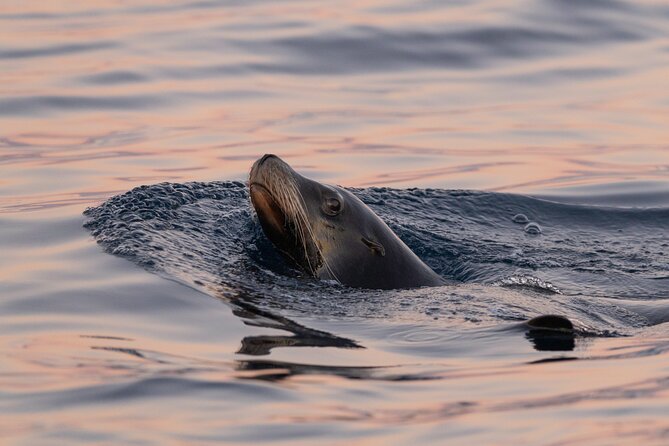 Educational Sunrise Whale Watching with Photos Included - Value and Timing: Is This Worth Your Early Wake-Up?