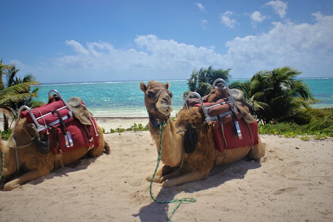 ENJOY UNIQUE CAMEL RIDE in Puerto Morelos with Transportation - Beach Club Time at El Dorado Maroma, and What It Can Include