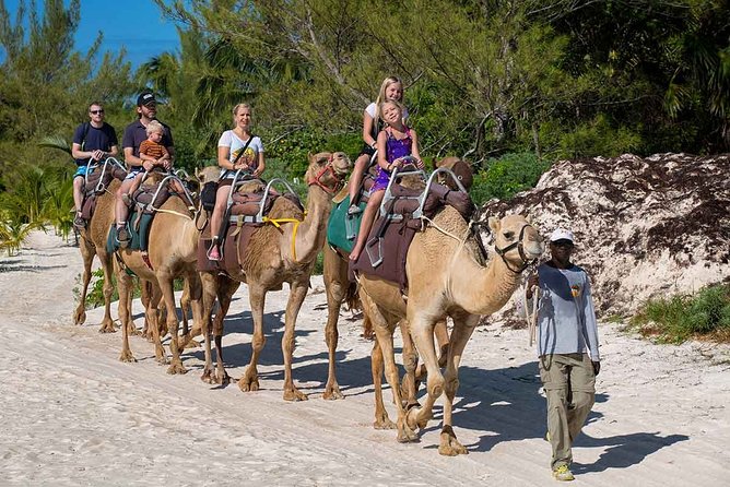 ENJOY UNIQUE CAMEL RIDE in Puerto Morelos with Transportation - Who Should Book, and Who Should Skip This Camel Ride