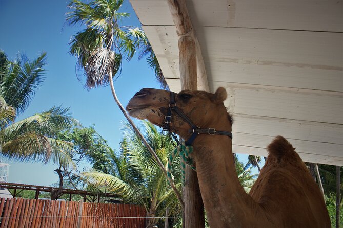 ENJOY UNIQUE CAMEL RIDE in Puerto Morelos with Transportation - Should You Book This Puerto Morelos Camel Ride?