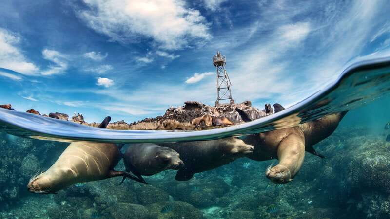 Espiritu Santo Island: Snorkeling Sea Lion Adventure - Why Espíritu Santo Island Feels Like a Wildlife Park, Not a Tour