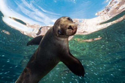 Espiritu Santo Island: Snorkeling Sea Lion Adventure
