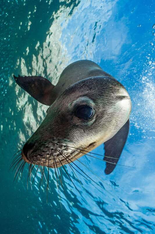 Espiritu Santo Island: Snorkeling Sea Lion Adventure - Gear, Wetsuits, and What to Pack So You Don’t Regret It