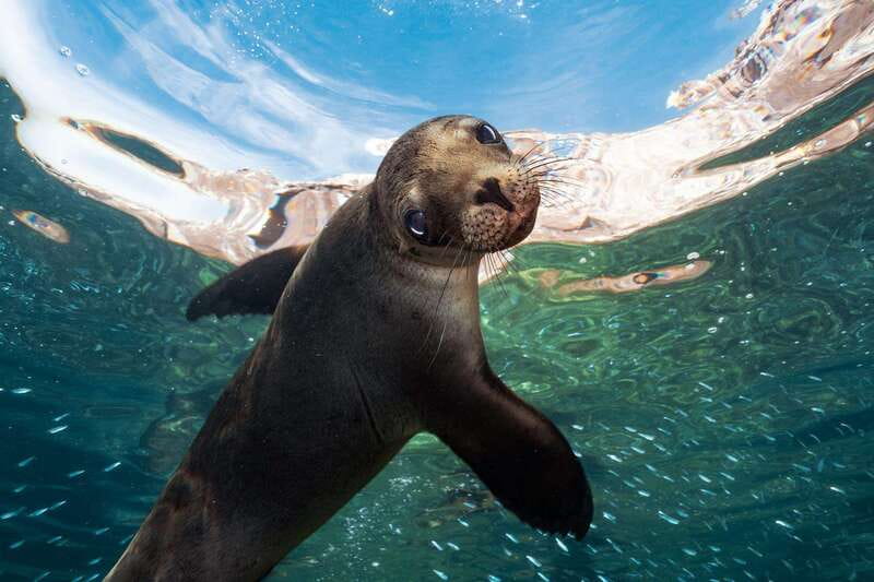 Espiritu Santo Island: Snorkeling Sea Lion Adventure - Meeting at Muelle Fiscal and Finding Wildlife Before You Even Swim