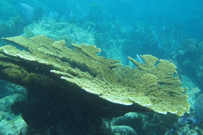 Explore Contoy Island - Isla Mujeres stop: how much time you really get