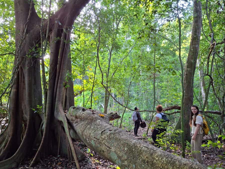 From Bacalar: Calakmul Ruins Expedition & Jungle Trek - Calakmul ruins tour: more than big stones, it is a full ceremonial center