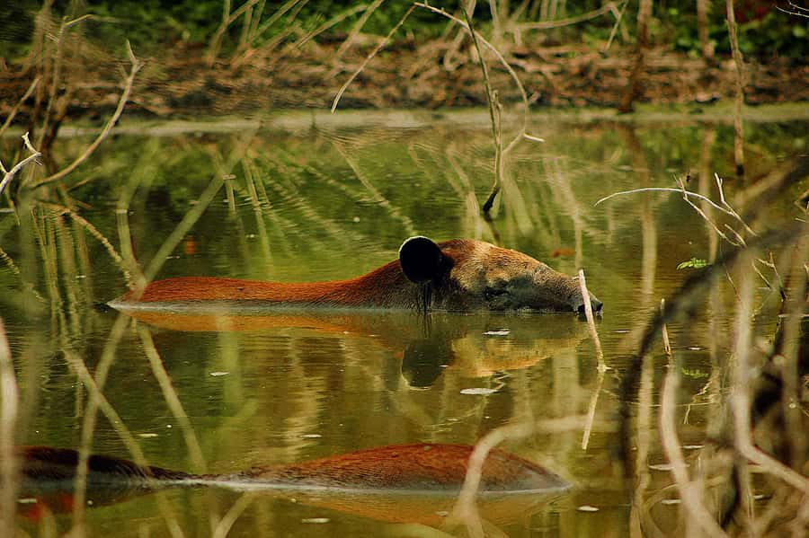 From Bacalar: Calakmul Ruins Expedition & Jungle Trek - What to pack for this jungle-and-ruins day
