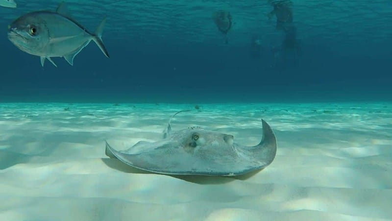 From Cozumel: 3 Reefs Boat Tour with Drinks and Snorkeling - Palancar reef time: deeper water, turtles, and bigger fish odds