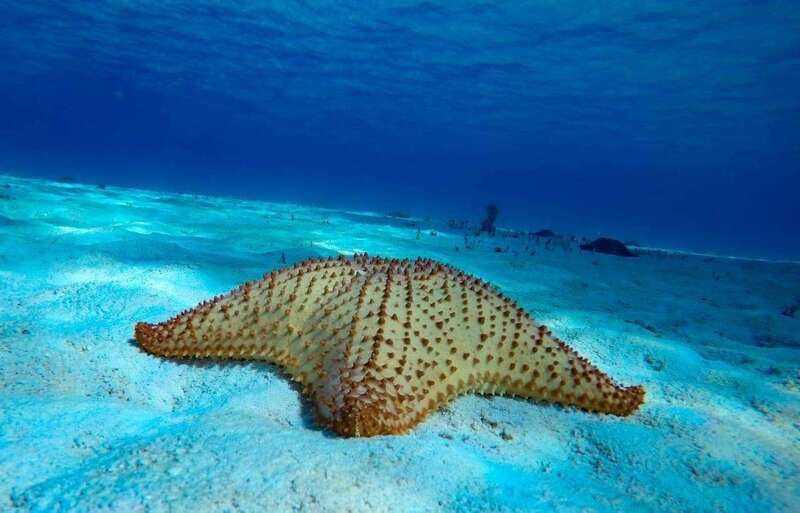From Cozumel: 3 Reefs Boat Tour with Drinks and Snorkeling - The marina meeting point: what to do so you do not stress