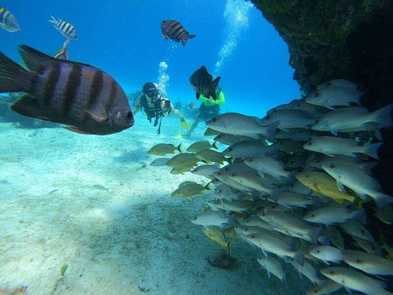 From Cozumel: Chankanaab Cozumel Scuba Diving - Chankanaab Reef Highlights: Fish, Rays, Sculptures, and Cave Areas