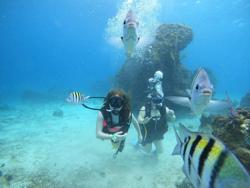 From Cozumel: Chankanaab Cozumel Scuba Diving - After Your Underwater Session: Sea Lion Shows and Mayan-Replica Paths