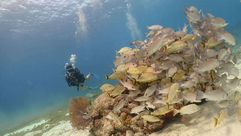From Cozumel: Chankanaab Cozumel Scuba Diving - Beach Loungers, Towels, and How to Pace the Rest of the Day