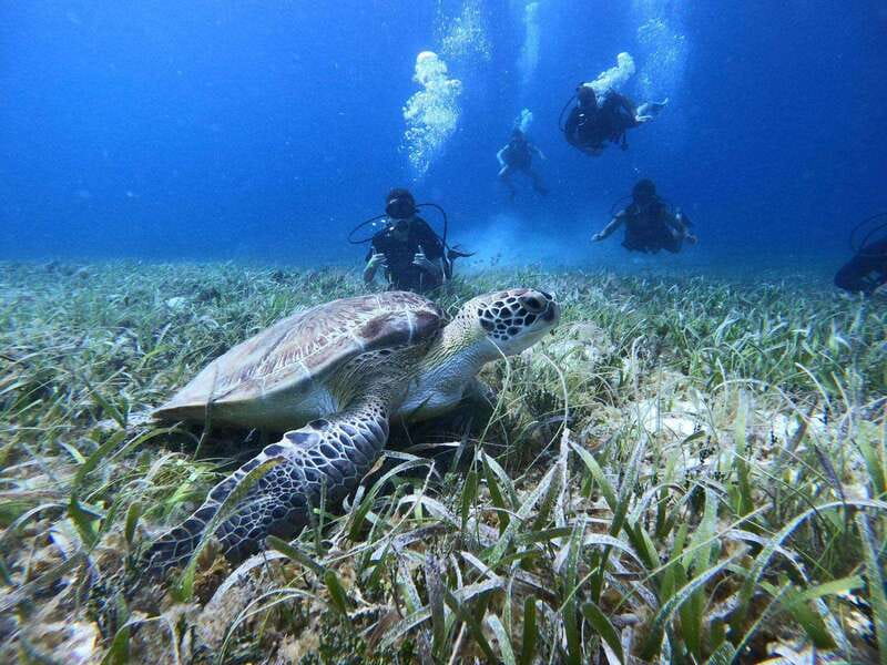 From Cozumel: Chankanaab Cozumel Scuba Diving - Intro Scuba Basics: What You’ll Actually Be Doing in the Water