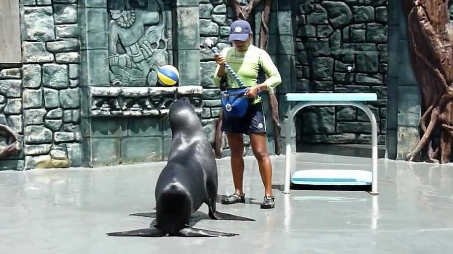 From Cozumel: Official Chankanaab Park Day Pass and Snorkel - Key takeaways before you go