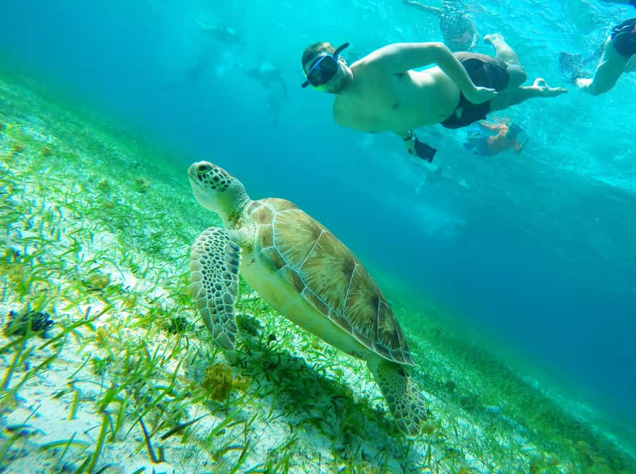 From Cozumel: Starfish, Stingrays & El Cielo Beach Snorkel - Why El Cielo and El Cielito feel different from typical snorkeling