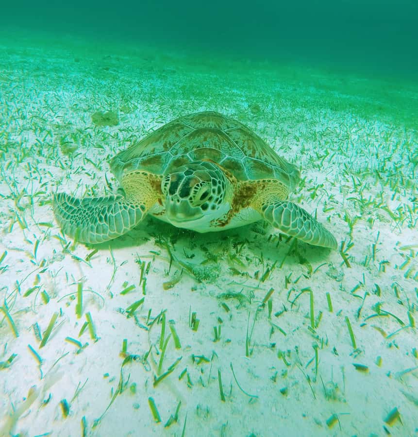 From Cozumel: Starfish, Stingrays & El Cielo Beach Snorkel - El Cielo Cozumel: starfish on a sandy-bottom stage