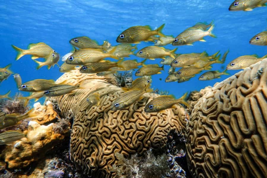 From Cozumel: Starfish, Stingrays & El Cielo Beach Snorkel - El Cielito stingray beach: wading where they glide