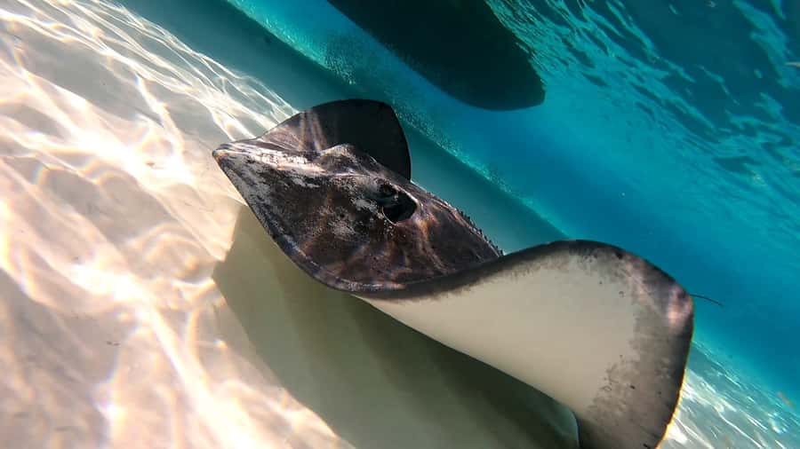 From Cozumel: Starfish, Stingrays & El Cielo Beach Snorkel - Gear, swim skills, and what you should expect underwater