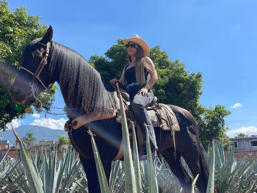 From Guadalajara: Tequila Town and Cantaritos El Guero - Tequila Don Cayo factory tour: learning the process, then tasting