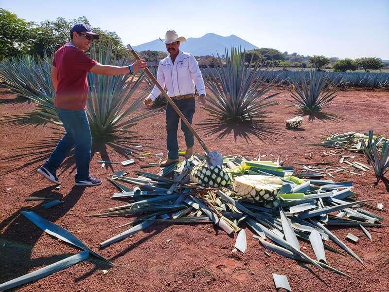 From Guadalajara: Town of Tequila & Jose Cuervo Factory Tour - Key things to know before you go