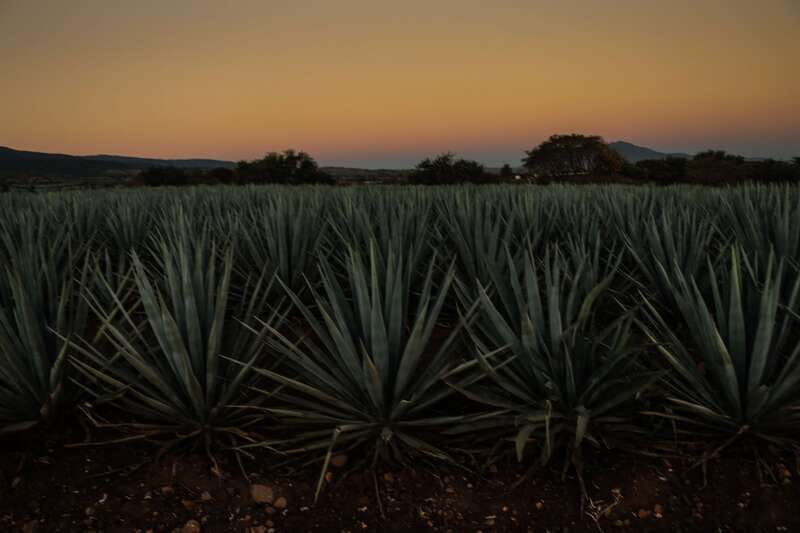 From Guadalajara: Town of Tequila & Jose Cuervo Factory Tour - José Cuervo factory tour: production you can actually picture