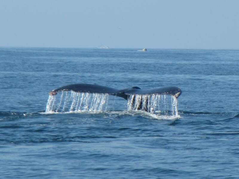 From La Crucecita: Private Huatulco 7 or 5 Bays Boat Trip - The real star: flexible beach stops and snorkeling where it counts