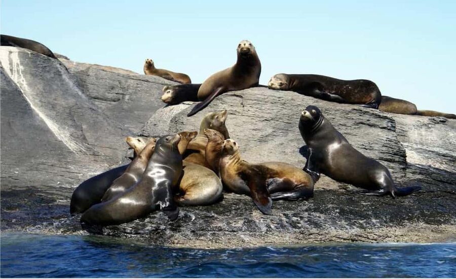 From Loreto: Coronado Island Snorkel - The island cruise and the wildlife lap (sea lions are the star)