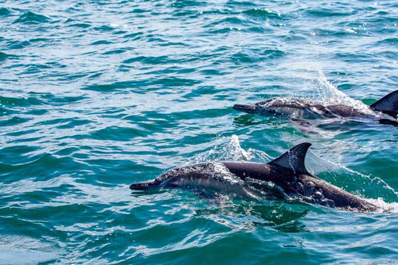 From Loreto: Coronado Island Snorkel - Getting from Loreto and out to Coronado