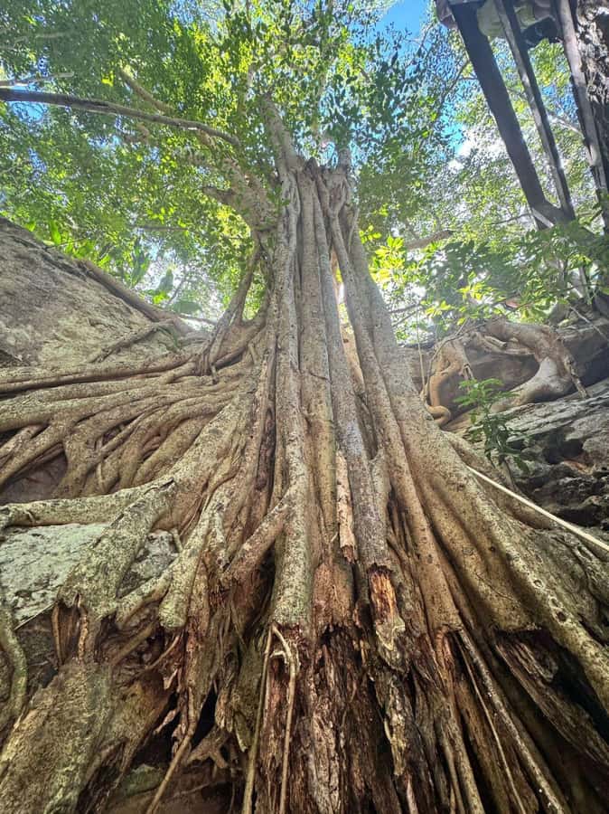 From Mérida:Explore 4 Rural Cenotes with a Traditional lunch - Cave cenotes: stalactites, stalagmites, and the Maya underworld vibe