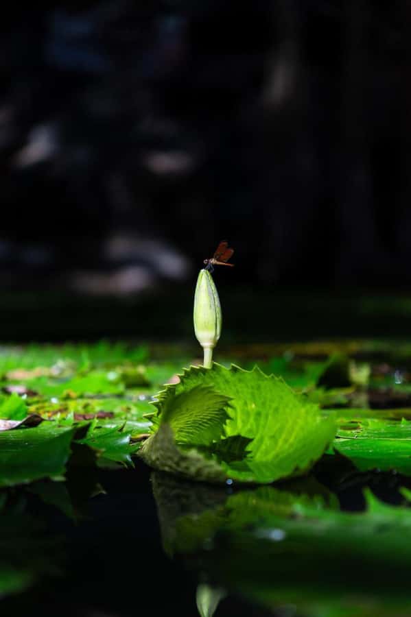 From Mérida:Explore 4 Rural Cenotes with a Traditional lunch - Lunch break: real Yucatán flavor in the middle of wet work