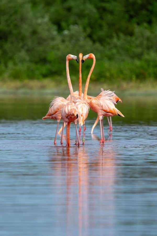 From Merida to Celestún: Biosphere, Flamingos & Beach Escape - Key Things to Know Before You Go