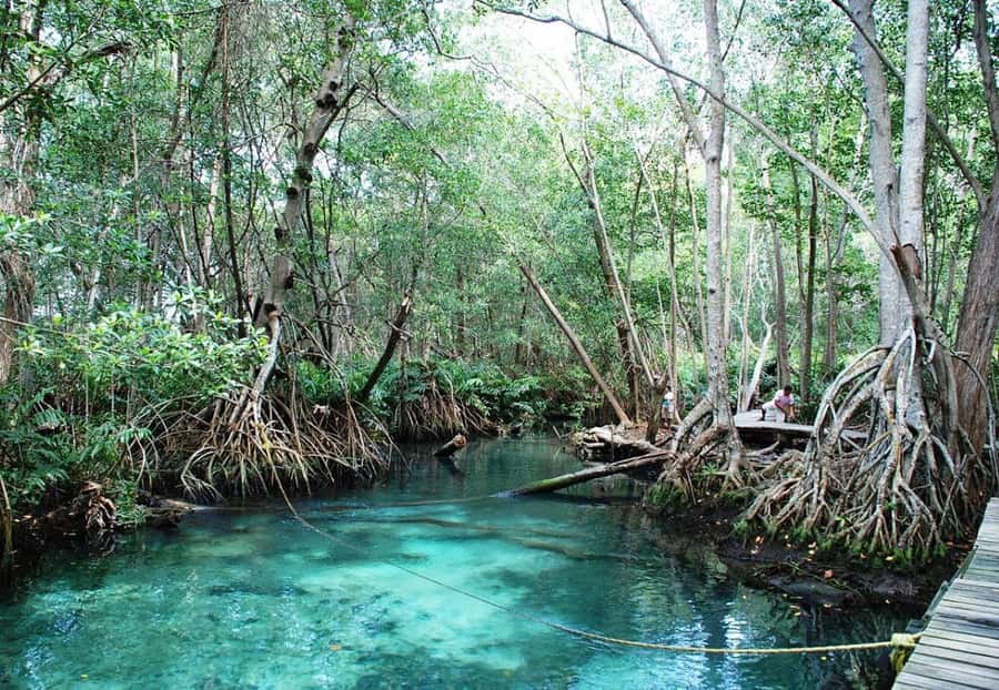 From Merida to Celestún: Biosphere, Flamingos & Beach Escape - Freshwater Ojo de Agua: Cool Off in Clear Spring Water