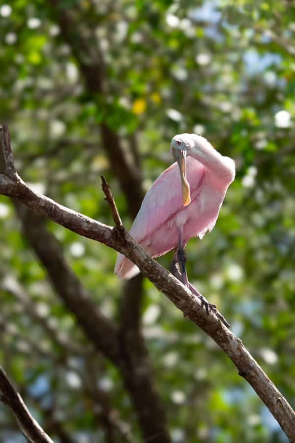 From Merida to Celestún: Biosphere, Flamingos & Beach Escape - Price and Logistics: What Your $70 Actually Covers