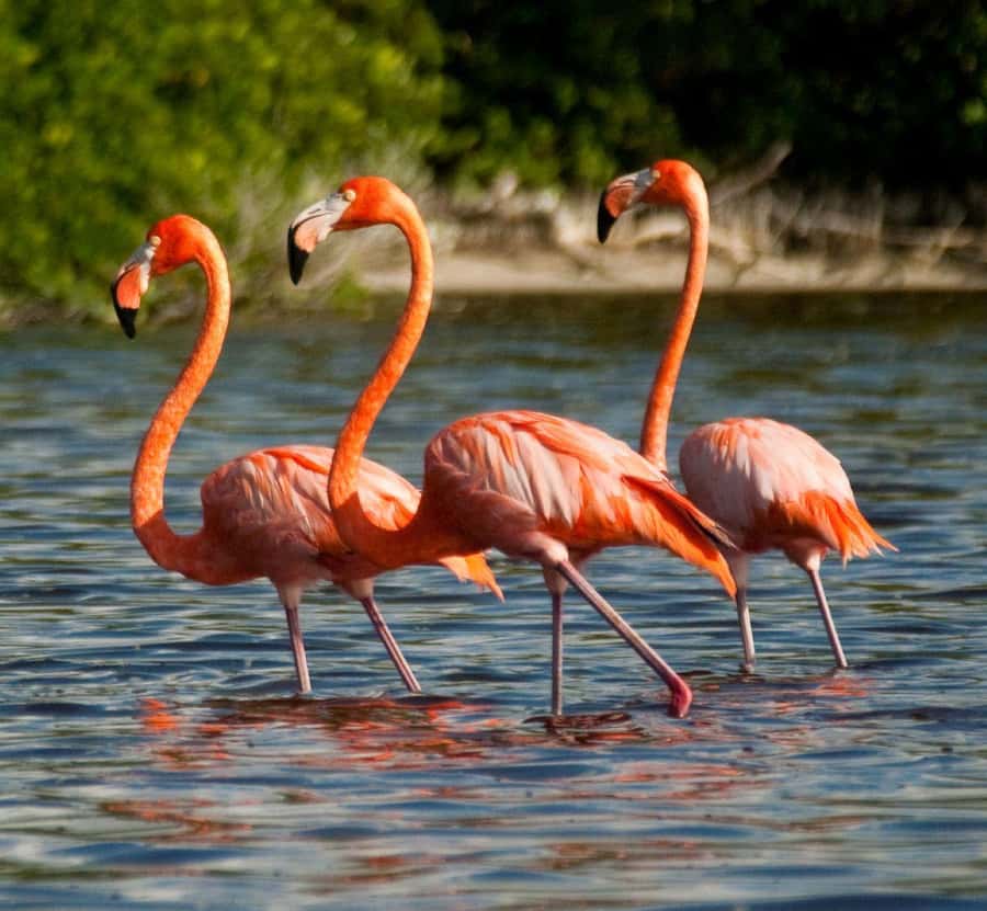 From Merida to Celestún: Biosphere, Flamingos & Beach Escape - What to Bring (And What to Skip)
