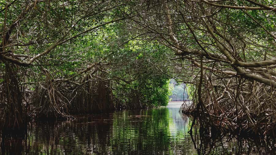 From Merida to Celestún: Biosphere, Flamingos & Beach Escape - Should You Book This Celestún Biosphere Day Trip?