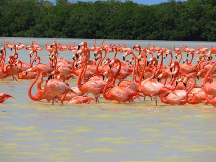 From Merida to Celestún: Biosphere, Flamingos & Beach Escape - Pink Flamingos in Their Natural Habitat