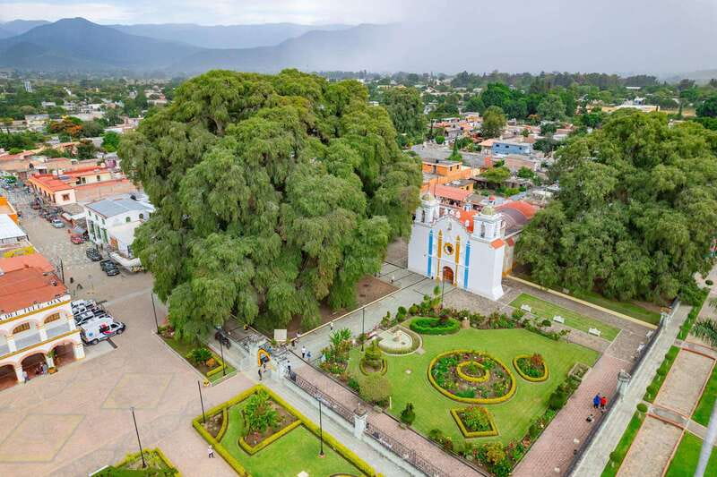 From Oaxaca: City, Mitla, and Mezcal Factory Tour - El Tule Tree, the ahuehuete you will want to see up close