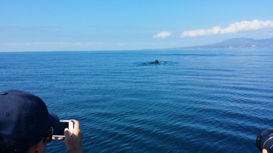 From Puerto Vallarta/Nuevo Vallarta: Whale Watching Cruise - A Modern Catamaran Makes Whale Watching Feel Effortless