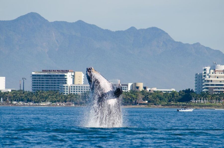 From Puerto Vallarta/Nuevo Vallarta: Whale Watching Cruise - Food, Drinks, and Service That Keep the Day Moving