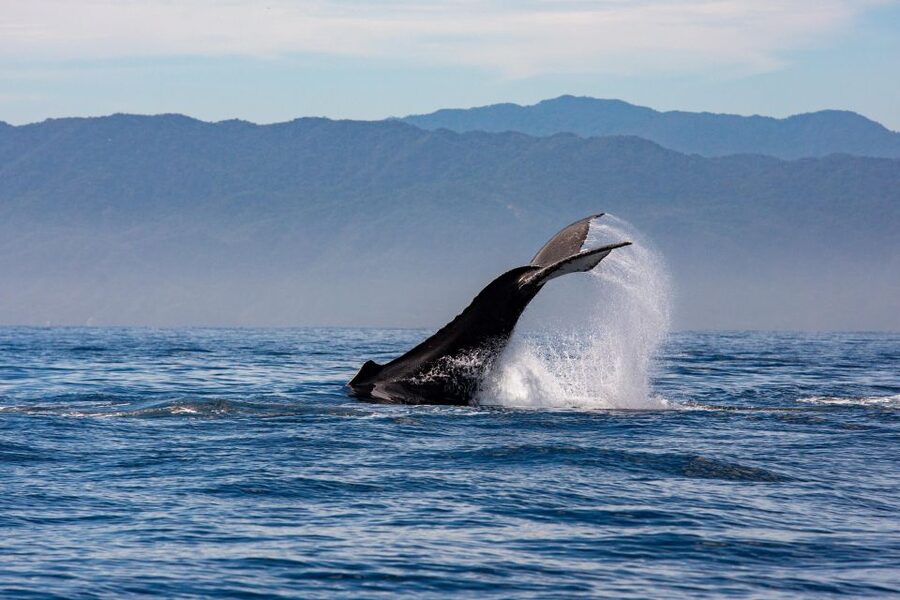 From Puerto Vallarta/Nuevo Vallarta: Whale Watching Cruise - Meeting the Boat: Port Fees and Getting There Smoothly