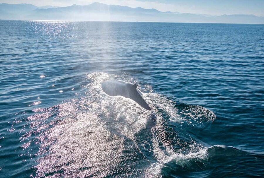From Puerto Vallarta/Nuevo Vallarta: Whale Watching Cruise - Comfort and Mobility: Spacious, But Not Wheelchair-Friendly