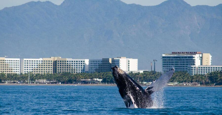 From Puerto Vallarta/Nuevo Vallarta: Whale Watching Cruise - Marine Biologists Onboard: You Learn the Whales, Not Just the Spot