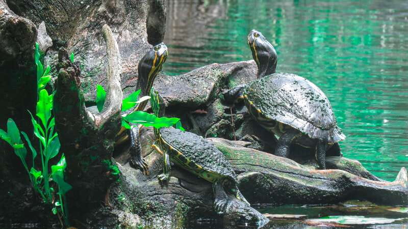 From Riviera Maya: 3 Cenotes Adventure Tour with Lunch - 6 Hours in Motion, With an Early Start