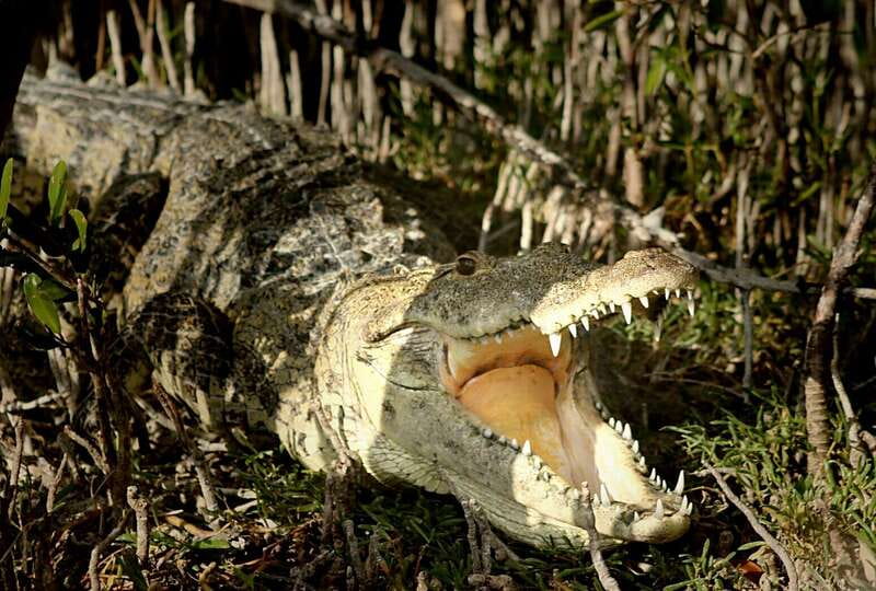 From Riviera Maya: Sian Ka'an Half Day Tour w/ Lunch - The Wildlife Boat Tour Through Lagoons and Mangroves
