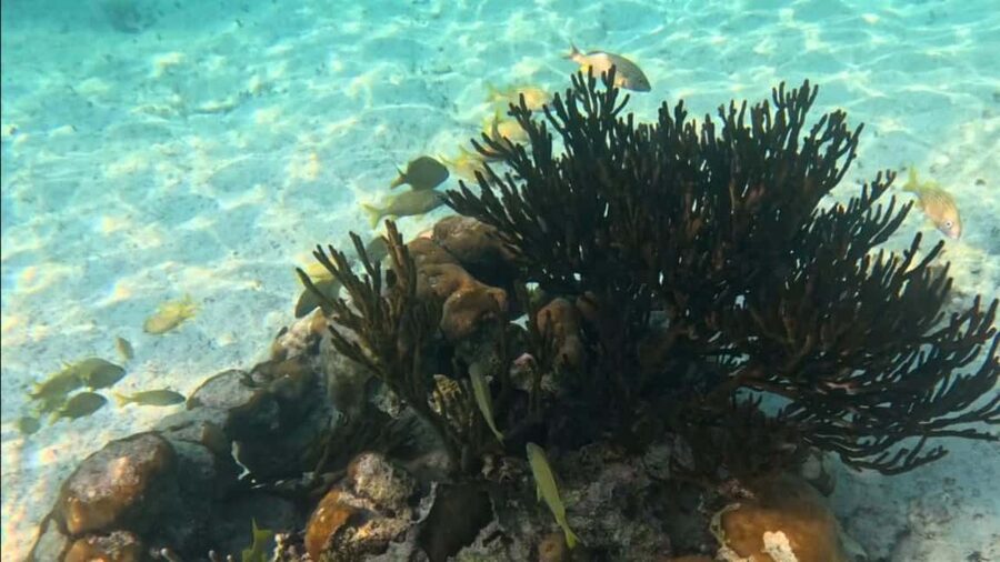 From Riviera Maya: Tulum, Cenote, & Akumal Turtle Swim Trip - Should you book the Riviera Maya Tulum, Cenote, and Akumal Turtle Swim?