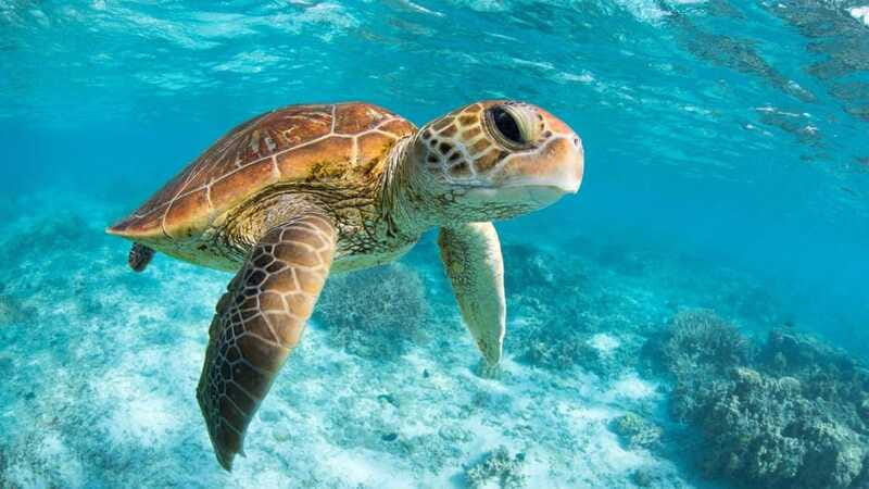 From Riviera Maya: Tulum, Cenote, & Akumal Turtle Swim Trip - Timing, meeting points, and staying calm with a busy schedule
